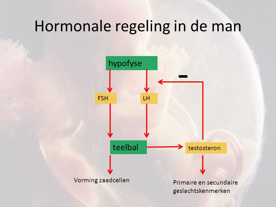 Hormonale regeling in de man
