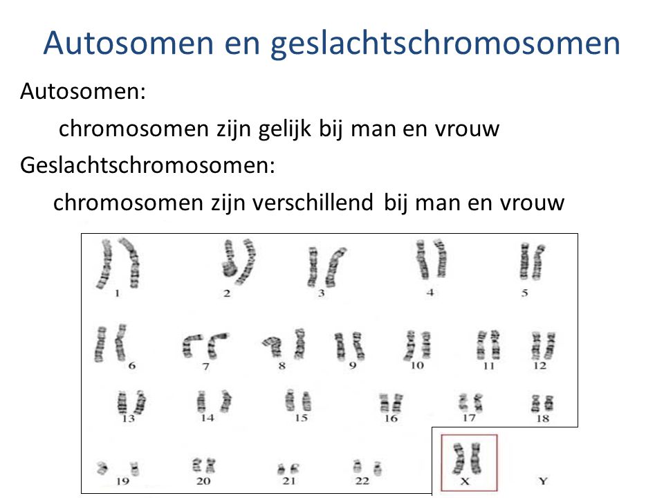 Autosomen en geslachtschromosomen