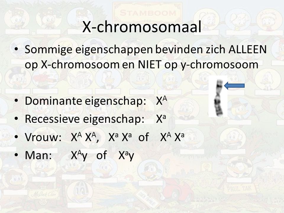 X-chromosomaal Sommige eigenschappen bevinden zich ALLEEN op X-chromosoom en NIET op y-chromosoom. Dominante eigenschap: XA.