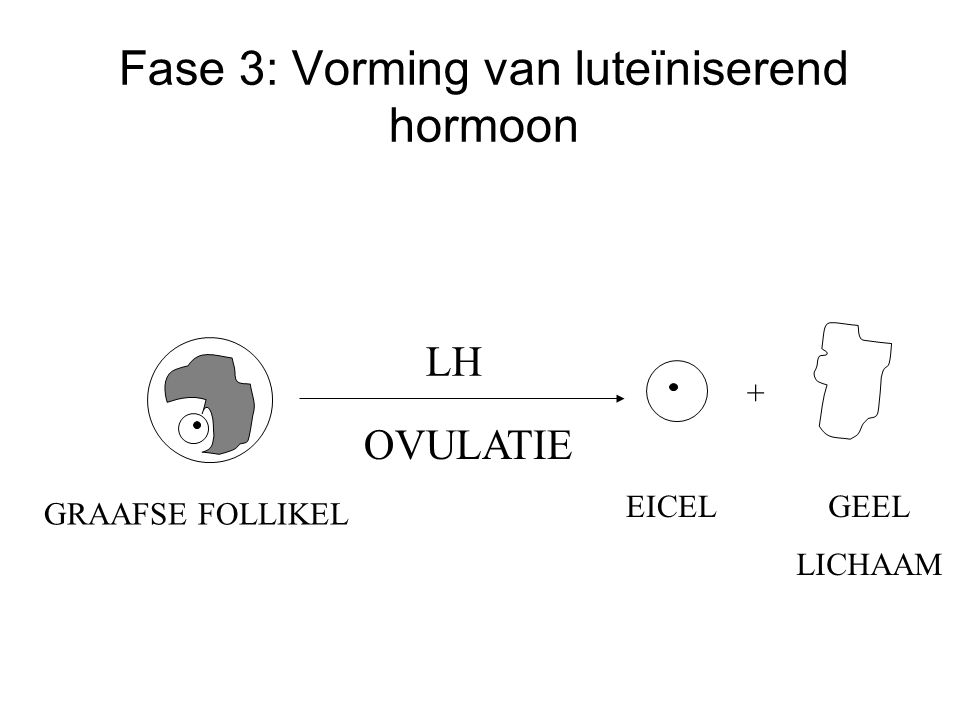 Fase 3: Vorming van luteïniserend hormoon