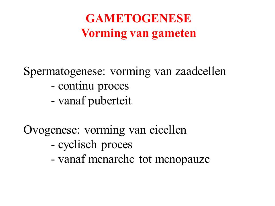 GAMETOGENESE Vorming van gameten. Spermatogenese: vorming van zaadcellen. - continu proces. - vanaf puberteit.
