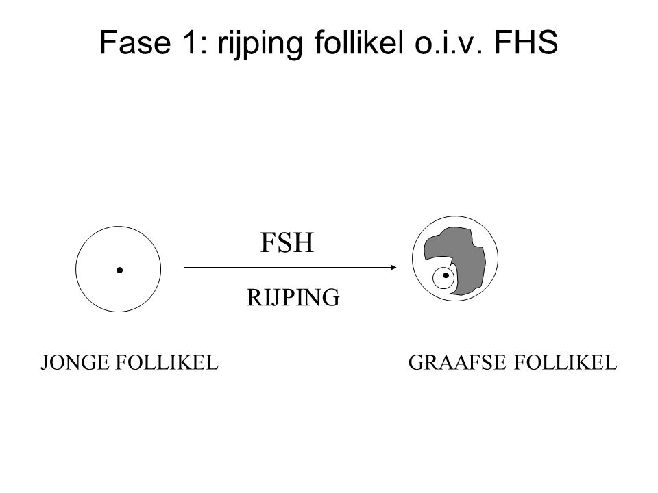 Fase 1: rijping follikel o.i.v. FHS