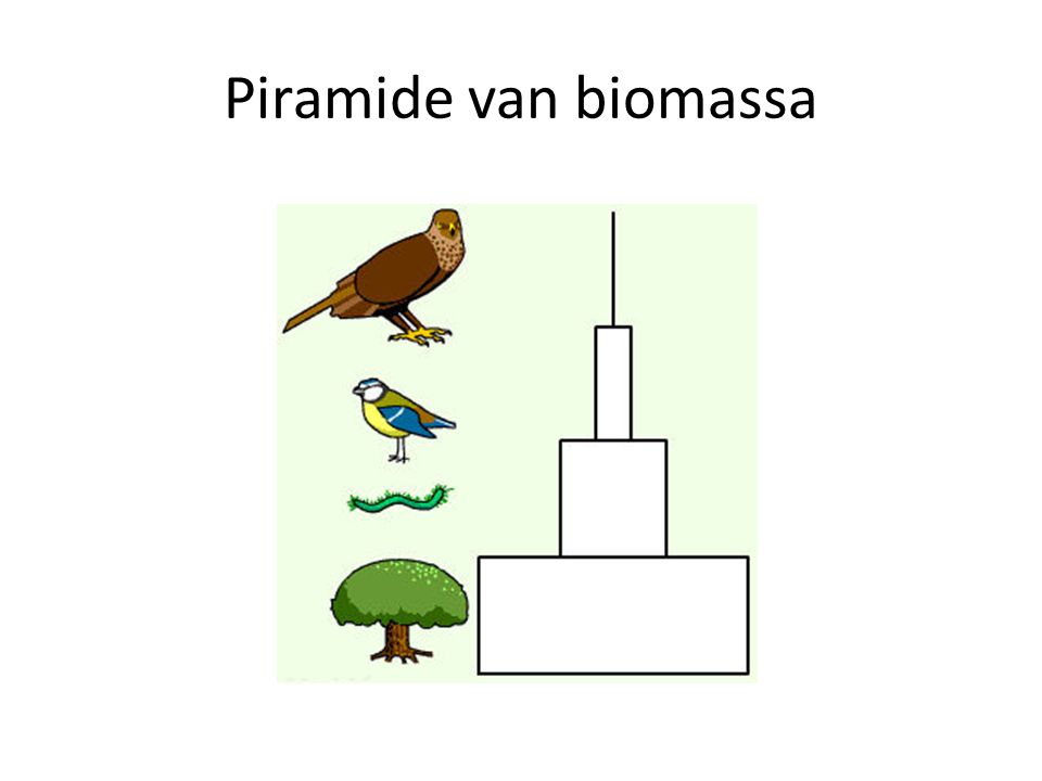 Piramide van biomassa