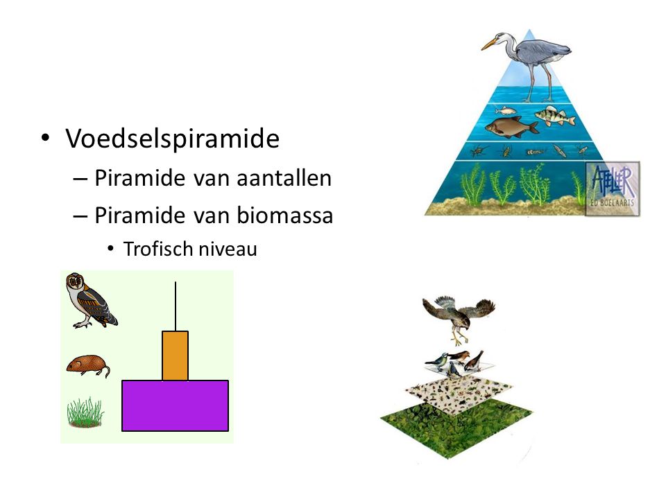 Voedselspiramide Piramide van aantallen Piramide van biomassa
