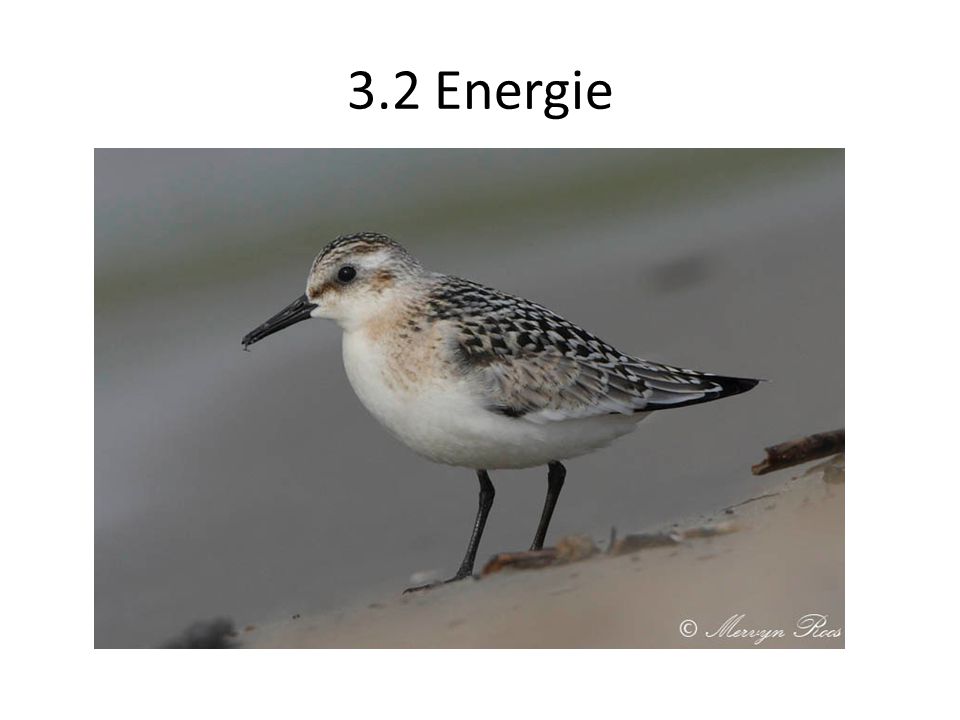 3.2 Energie