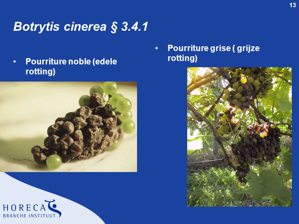 Botrytis cinerea § Pourriture grise ( grijze rotting)