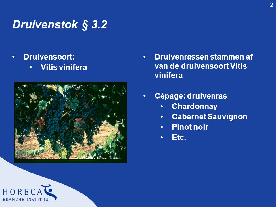 Druivenstok § 3.2 Druivensoort: Vitis vinifera