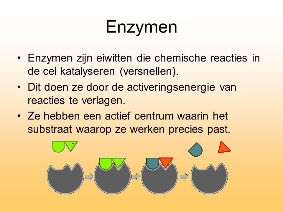 Enzymen Enzymen zijn eiwitten die chemische reacties in de cel katalyseren (versnellen).