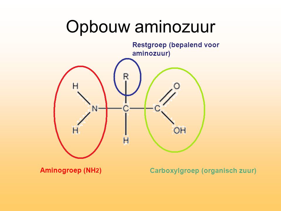 Opbouw aminozuur Restgroep (bepalend voor aminozuur) Aminogroep (NH2)