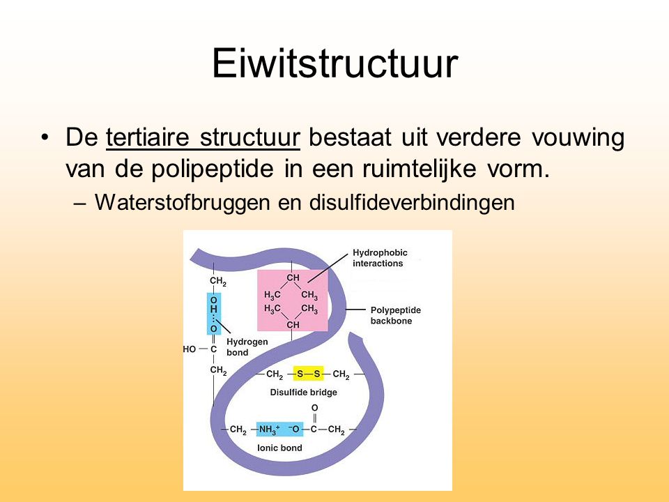Eiwitstructuur De tertiaire structuur bestaat uit verdere vouwing van de polipeptide in een ruimtelijke vorm.