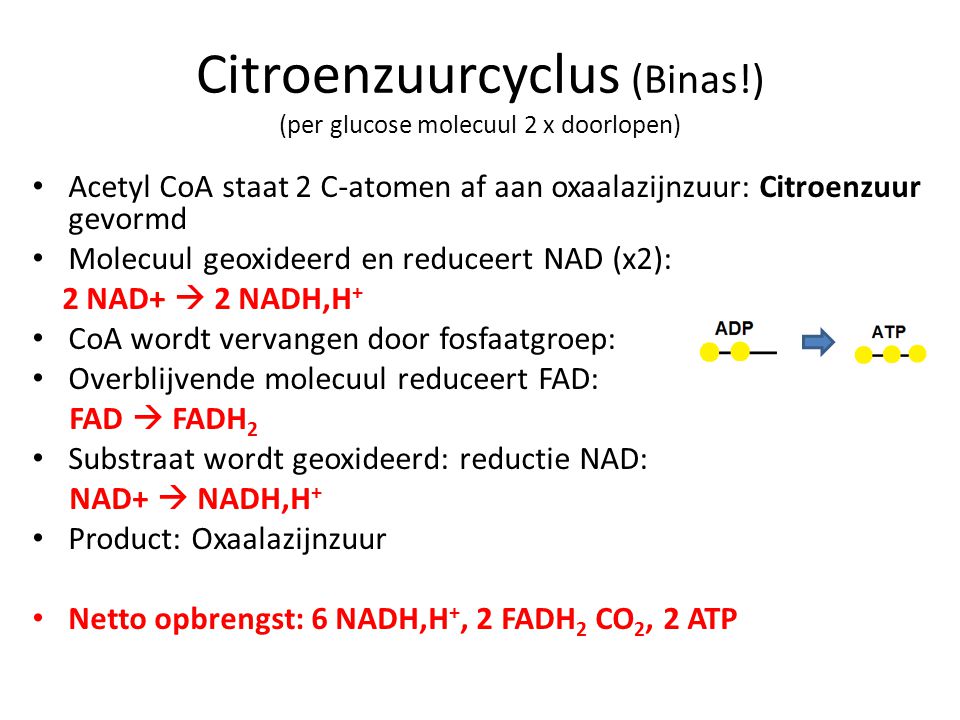 Citroenzuurcyclus (Binas!) (per glucose molecuul 2 x doorlopen)
