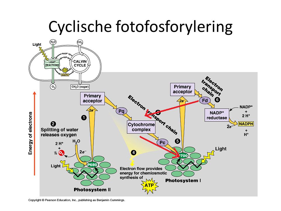 Cyclische fotofosforylering