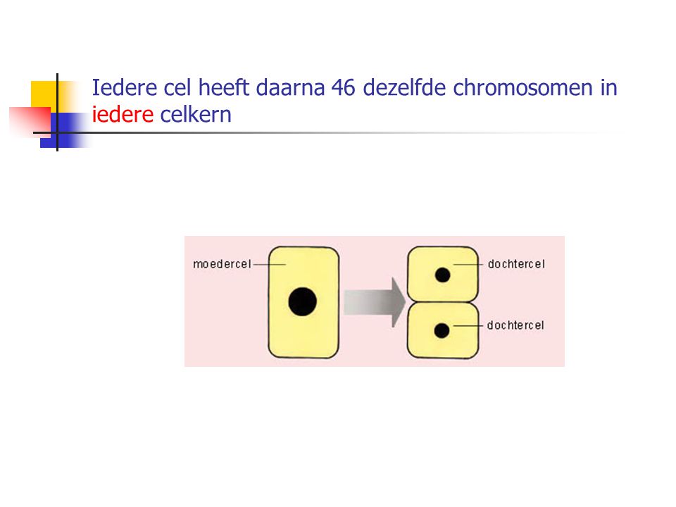 Iedere cel heeft daarna 46 dezelfde chromosomen in iedere celkern