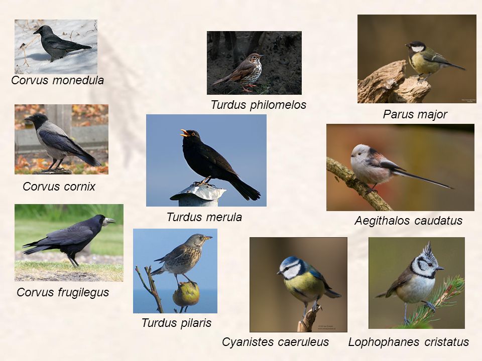 Corvus monedula Turdus philomelos. Parus major. Corvus cornix. Turdus merula. Aegithalos caudatus.