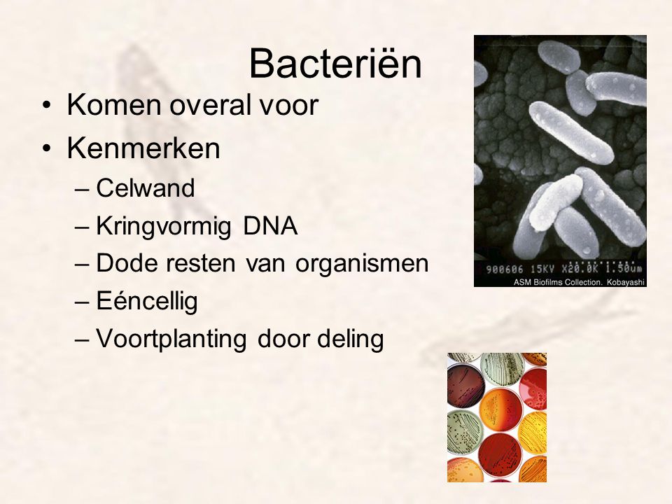 Bacteriën Komen overal voor Kenmerken Celwand Kringvormig DNA