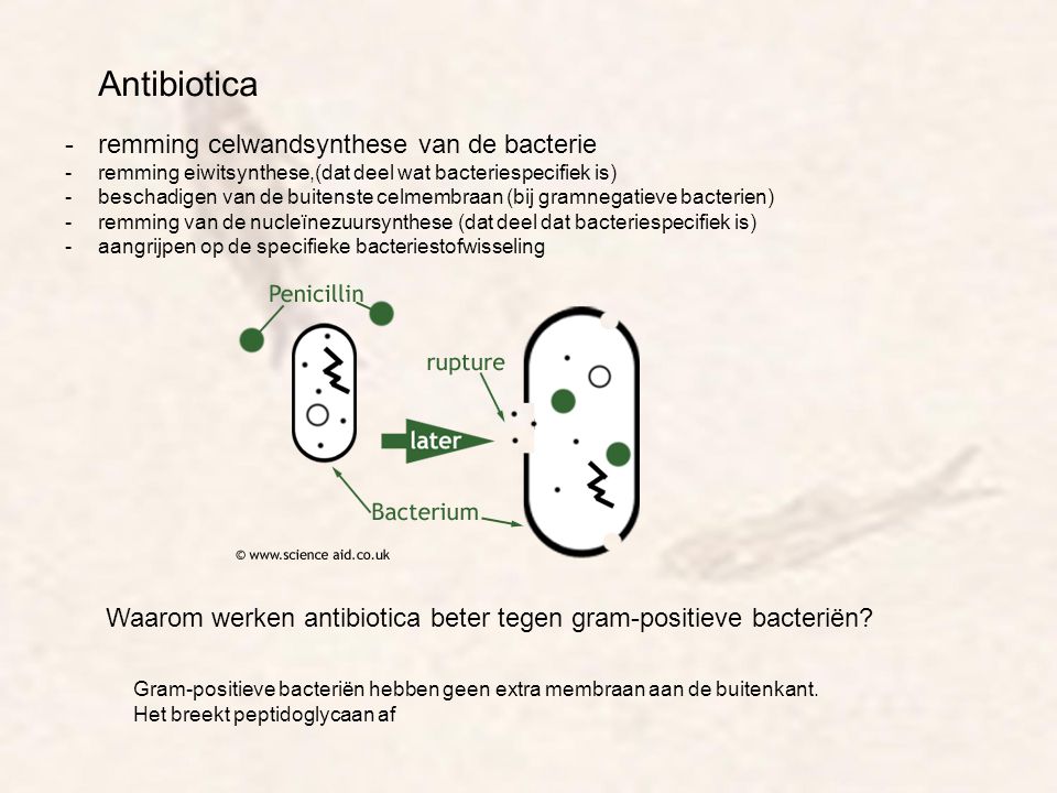 Antibiotica remming celwandsynthese van de bacterie