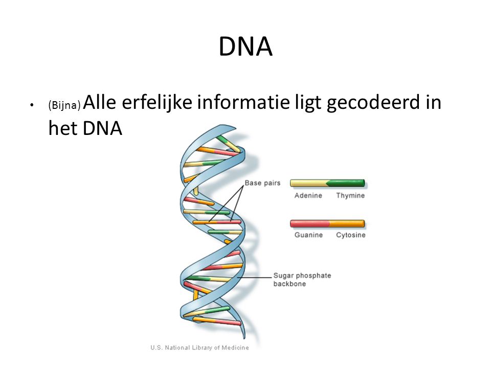 DNA (Bijna) Alle erfelijke informatie ligt gecodeerd in het DNA