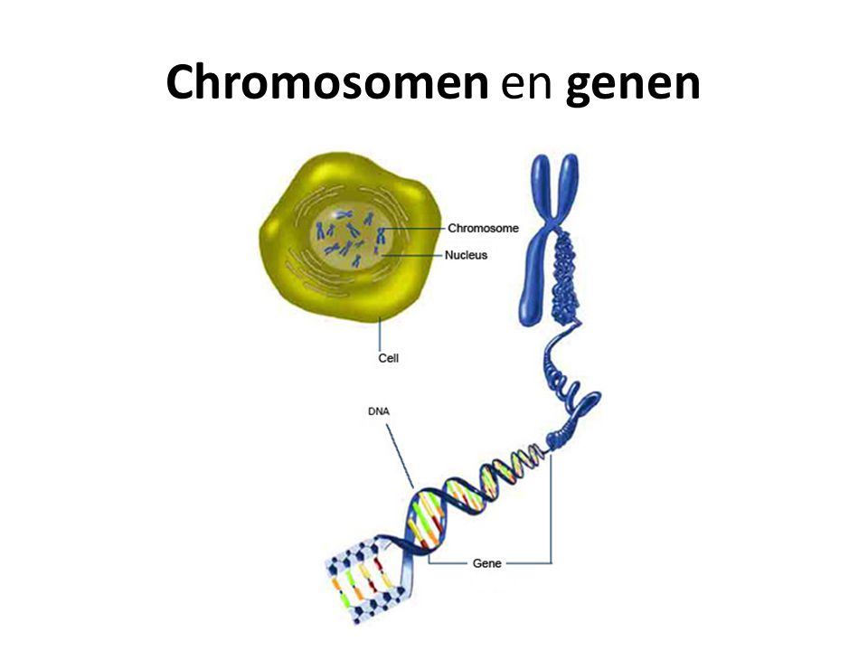 Chromosomen en genen