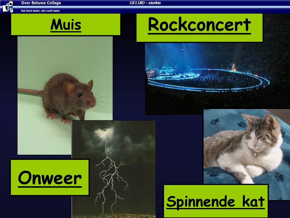 GELUID - sterkte Rockconcert Muis Onweer Spinnende kat