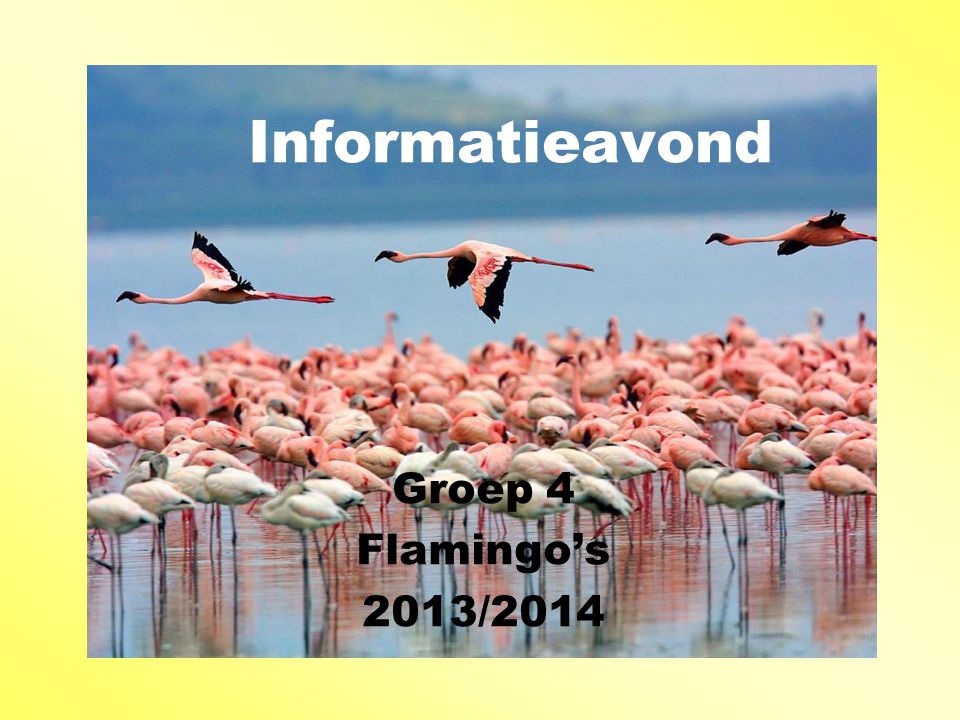 Informatieavond Groep 4 Flamingo’s 2013/2014
