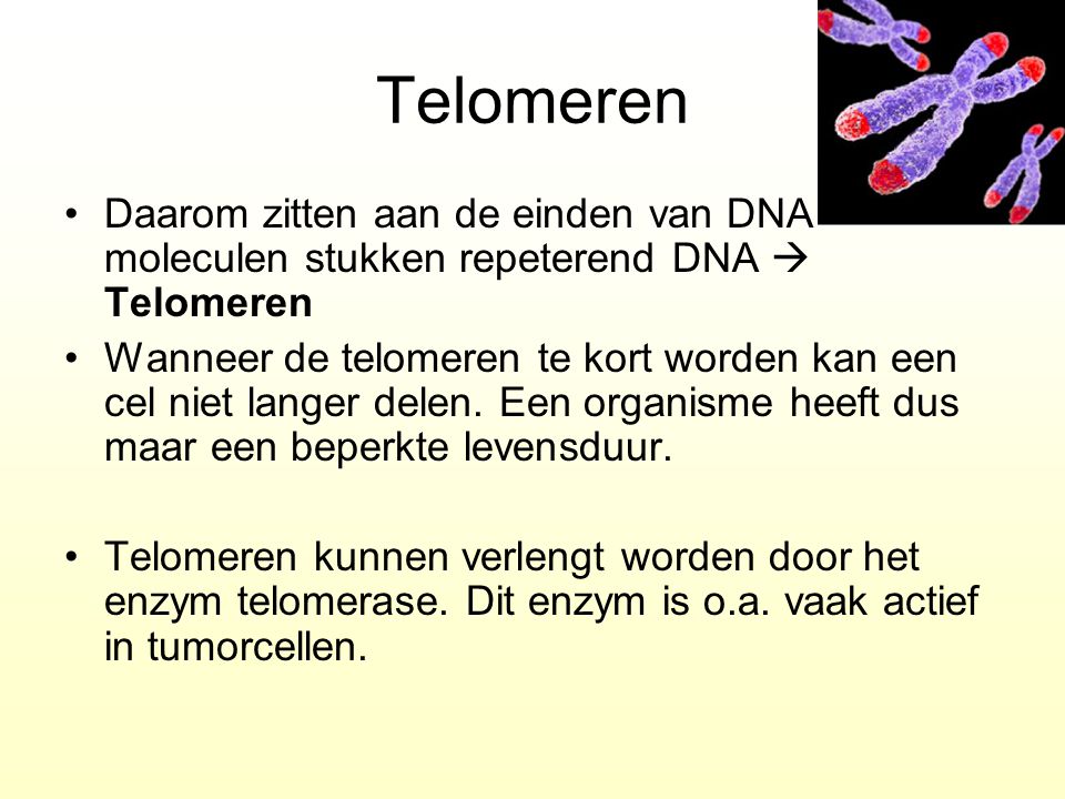 Telomeren Daarom zitten aan de einden van DNA moleculen stukken repeterend DNA  Telomeren.