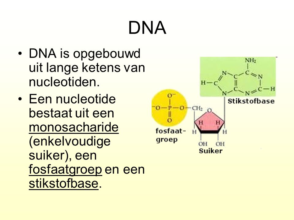 DNA DNA is opgebouwd uit lange ketens van nucleotiden.