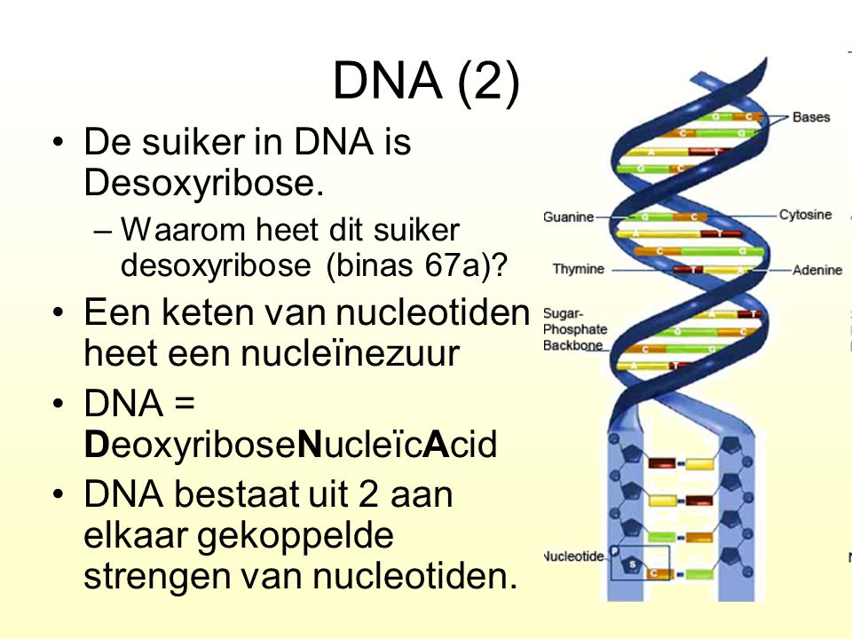 DNA (2) De suiker in DNA is Desoxyribose.