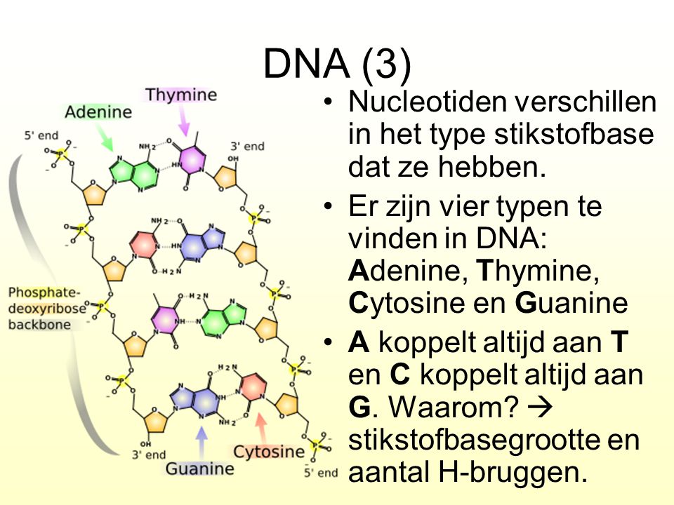DNA (3) Nucleotiden verschillen in het type stikstofbase dat ze hebben. Er zijn vier typen te vinden in DNA: Adenine, Thymine, Cytosine en Guanine.