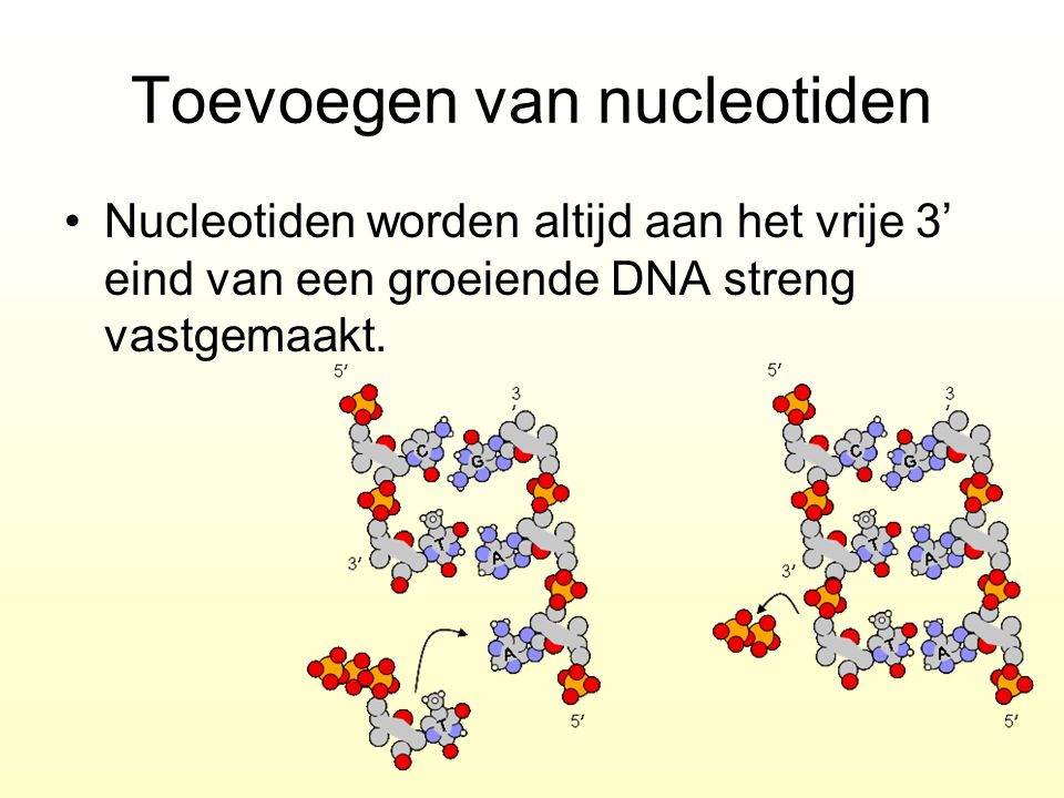Toevoegen van nucleotiden