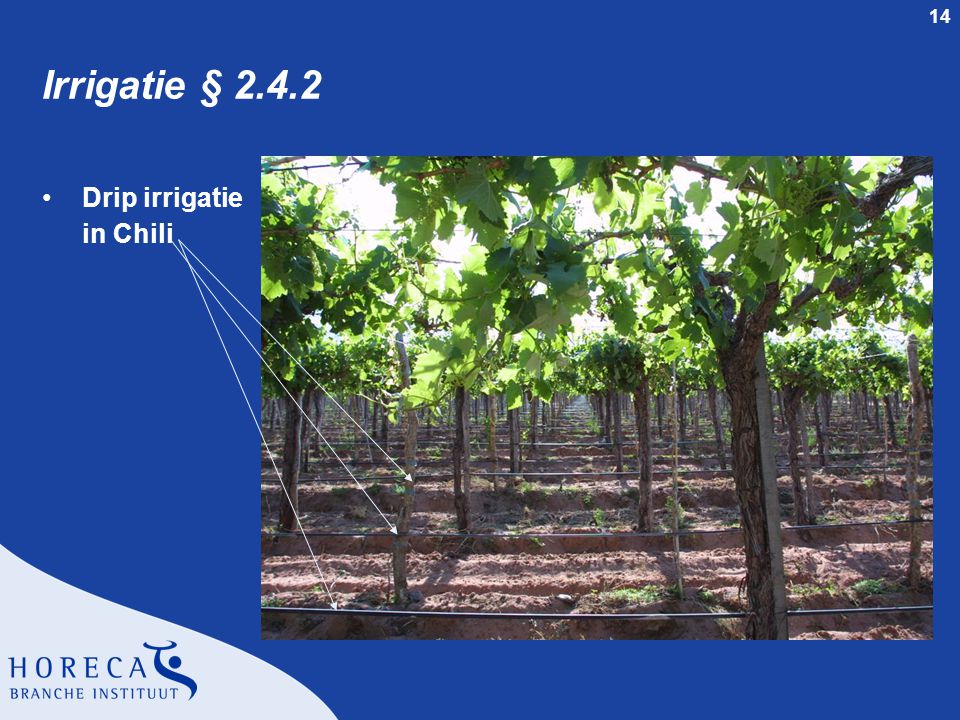 Irrigatie § Drip irrigatie in Chili dia 14 § Irrigatie