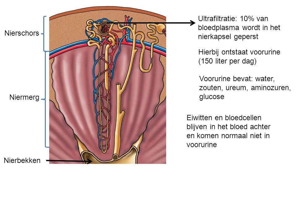 Ultrafiltratie: 10% van bloedplasma wordt in het. nierkapsel geperst. Nierschors. Hierbij ontstaat voorurine.