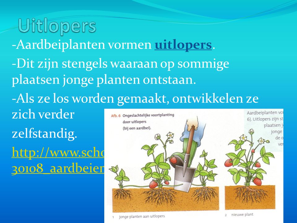 Uitlopers -Aardbeiplanten vormen uitlopers.