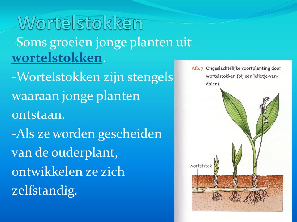 Wortelstokken -Soms groeien jonge planten uit wortelstokken.