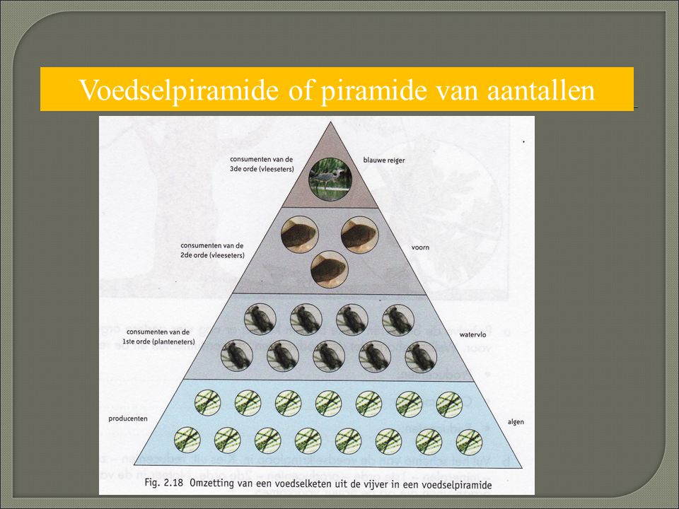 Voedselpiramide of piramide van aantallen
