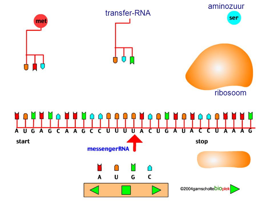 aminozuur transfer-RNA ribosoom