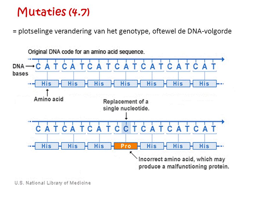 Mutaties (4.7) = plotselinge verandering van het genotype, oftewel de DNA-volgorde