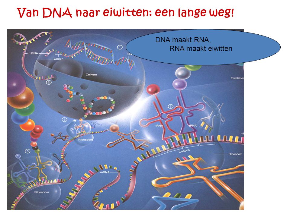 Van DNA naar eiwitten: een lange weg!