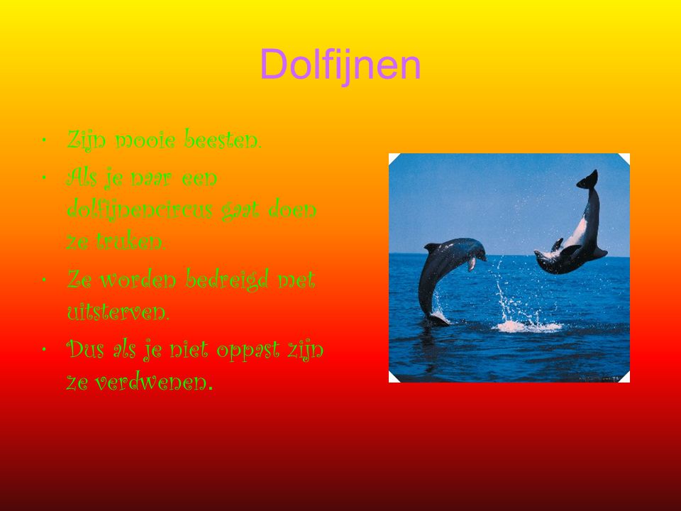 Dolfijnen Zijn mooie beesten.