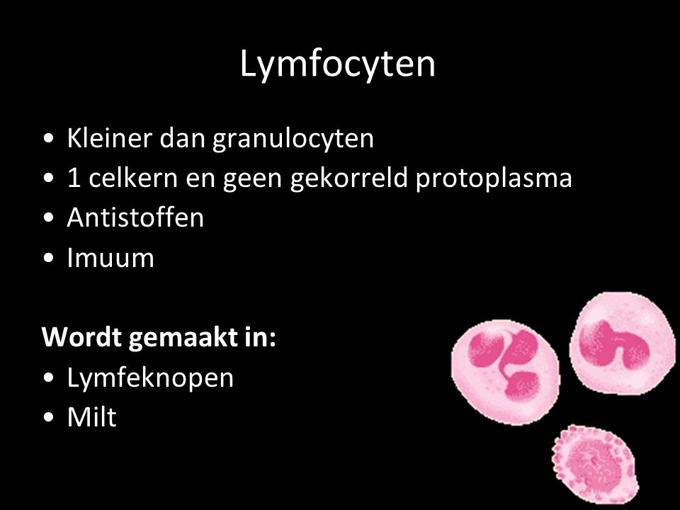 Lymfocyten Kleiner dan granulocyten