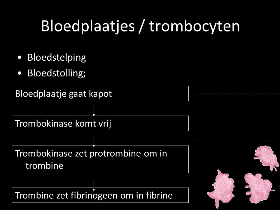 Bloedplaatjes / trombocyten