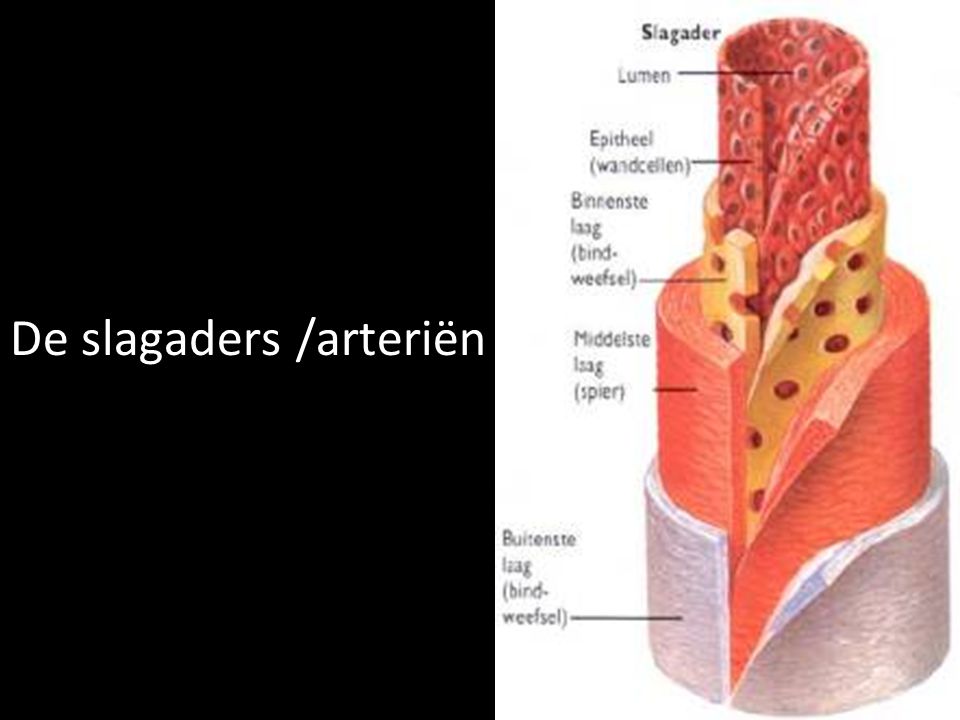 De slagaders /arteriën