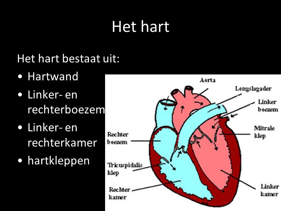 Het hart Het hart bestaat uit: Hartwand Linker- en rechterboezem