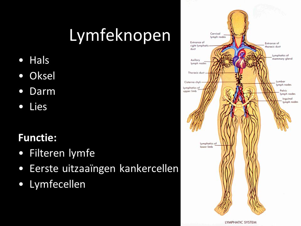 Lymfeknopen Hals Oksel Darm Lies Functie: Filteren lymfe