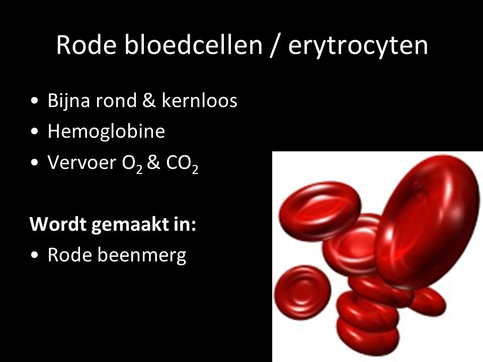 Rode bloedcellen / erytrocyten
