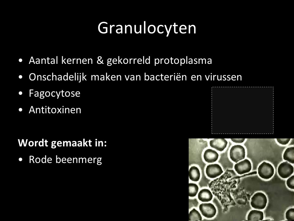 Granulocyten Aantal kernen & gekorreld protoplasma