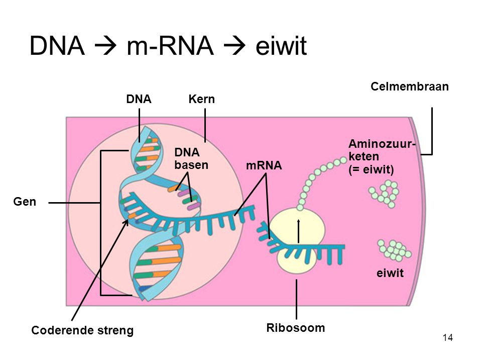 DNA  m-RNA  eiwit Celmembraan DNA Kern Aminozuur-keten (= eiwit)