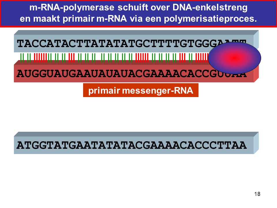 primair messenger-RNA