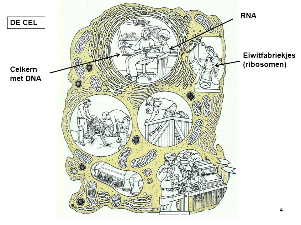 RNA DE CEL Eiwitfabriekjes (ribosomen) Celkern met DNA