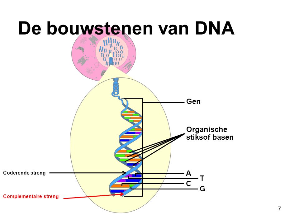 De bouwstenen van DNA Gen Organische stiksof basen A T C G