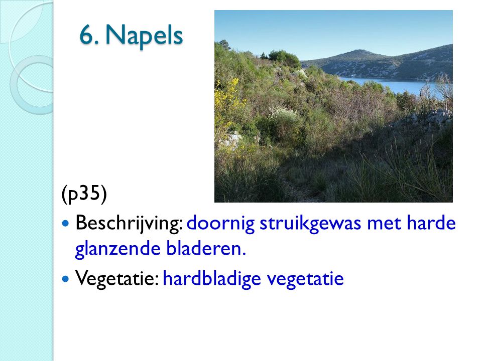 6. Napels (p35) Beschrijving: doornig struikgewas met harde glanzende bladeren.
